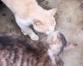 Kissing cats in couple love for valentine day background