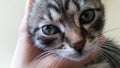 Close up kitten
