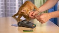 CLOSE UP: Kitten bites female owner's hand as she tries to use payment terminal. Royalty Free Stock Photo