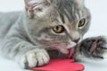 Close-up a kitten licks a paw, lies on a white background, in front of him is a small heart. The concept is love for Royalty Free Stock Photo