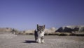 Close-up of kitten on road. Action. Stray kitten is standing on road on hot day. Lonely kitten on road in desert