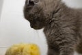 Surprised the little grey kitten. Small grey tabby kitten with yellow-green eyes lying on wooden floor. close-up of the