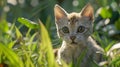 A close up of a kitten sitting in the grass looking at something, AI Royalty Free Stock Photo