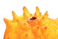 Close up of kiwano - studio shot Royalty Free Stock Photo