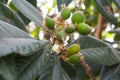 Close up of kiwi fruits on the kiwi tree Royalty Free Stock Photo