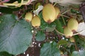 close-up of kiwifruit on plant. harvesting kiwifruit on kiwi plant lots of fruit hanging down