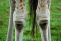 Giraffe Knees Royalty Free Stock Photo