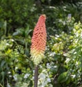 Close up of a Kniphofia Red Hot Poker Flower