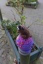 Close up of a knitted brown beaver as an outdoor pole topper in Bochum, Germany