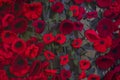 Close-up of Knitted Poppies