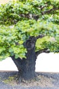 Close up of a knobby trunk Royalty Free Stock Photo