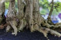 Close up of a knobby trunk