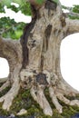 Close up of a knobby trunk