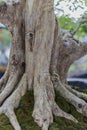 Close up of a knobby trunk