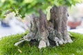 Close up of a knobby trunk