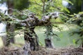 Close up of a knobby trunk of an old Snowrose Bonsai tree