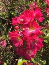 Bright Pink Knock out Roses Royalty Free Stock Photo