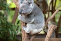 Close up of Koala Bear or Phascolarctos cinereus, climbing tree branch looking down Royalty Free Stock Photo
