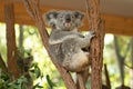 Close up of Koala Bear or Phascolarctos cinereus, sitting high up in branch and leaning back on another branch