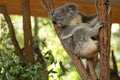 Close up of Koala Bear or Phascolarctos cinereus, sitting high up in branch and leaning back on another branch Royalty Free Stock Photo