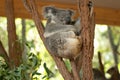 Close up of Koala Bear or Phascolarctos cinereus, sitting high up in branch and leaning back on another branch