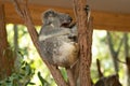 Close up of Koala Bear or Phascolarctos cinereus, sitting high up in branch and leaning back on another branch