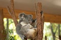 Close up of Koala Bear or Phascolarctos cinereus, sitting high up in branch and leaning back on another branch