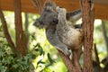 Close up of Koala Bear or Phascolarctos cinereus, sitting high up in branch and leaning back on another branch Royalty Free Stock Photo