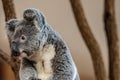 Close up of Koala Bear or Phascolarctos cinereus, sitting on top of tree Royalty Free Stock Photo
