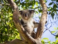 Close up of Koala bear in tree Royalty Free Stock Photo