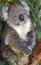 Close up of a koala in the bush of Victoria Australia perched in a gum tree Royalty Free Stock Photo