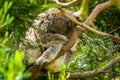 Close-up of a koala having a nap in a tree Royalty Free Stock Photo