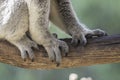 Close up of Koala paws Royalty Free Stock Photo