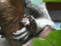 Close up of Koala paws with claws Royalty Free Stock Photo