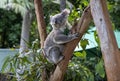 Close Ã¢â¬â up of a Koala ( Phascolarctos cinereus) Royalty Free Stock Photo