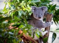 Close up of a Koala in a tree