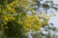 Close-up of Koelreuteria paniculata flowers