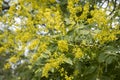 Close-up of Koelreuteria paniculata flowers