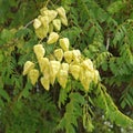 Close-up of Koelreuteria paniculata fruits