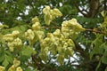 Close-up of Koelreuteria paniculata fruits