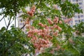 Close-up of koelreuteria paniculata tree