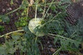 Kohlrabi growing under protective netting in the vegetable garden