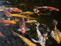 Close up koi fish in the pond