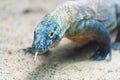 Close-up of a Komodo dragon