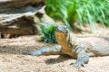 Close-up of a Komodo dragon