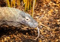 Close up of a Komodo Dragon with forked tongue prowling