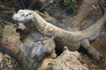 Close-up of a komodo dragon at the zoo Royalty Free Stock Photo