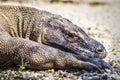 Close Up of Komodo Dragon in Komodo Island, Indonesia