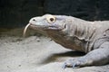 A close up of a komodo dragon sticking out its tongue