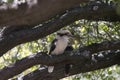 Close-up of a Kookaburra in Castlemaine, Victoria, Australia